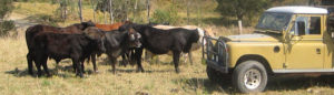 Cattle and Landrover at The Edible Forest Permaculture Farm