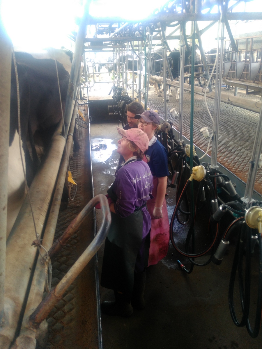 In the milking shed