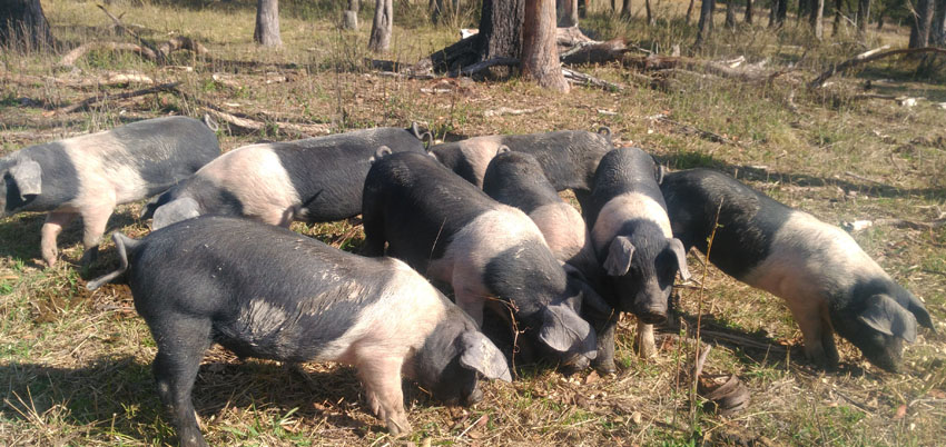 Ethically Raised Pastured Pork – no longer available