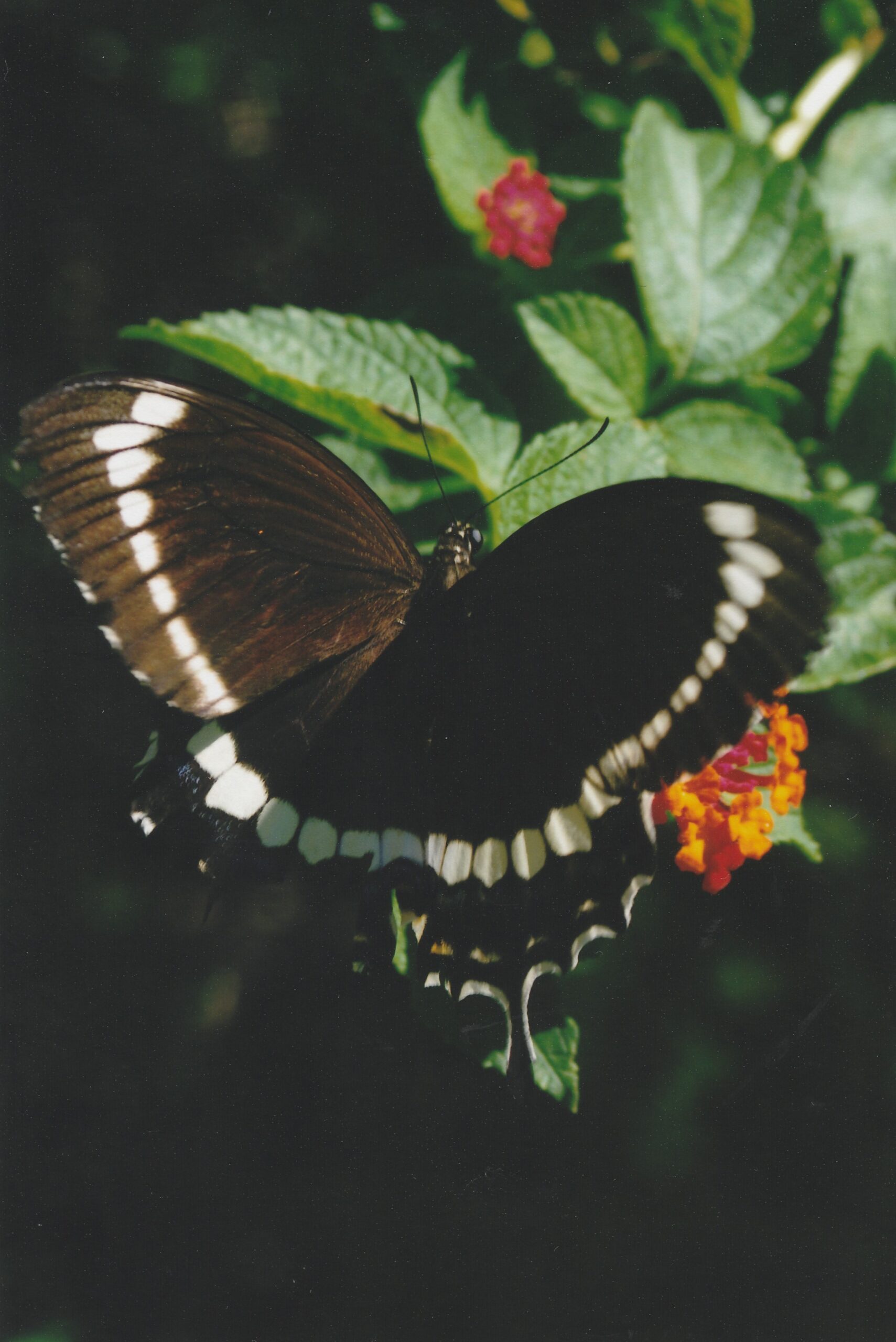 Butterfly by Merran